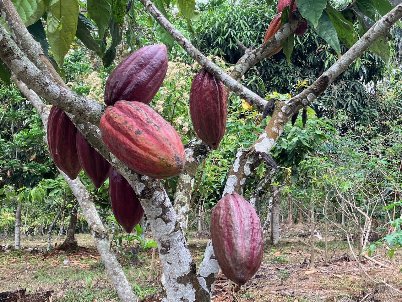 Prochainement: Voyage à Sao Tomé